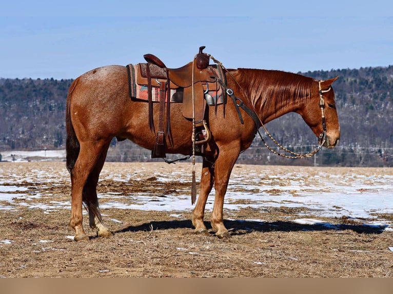 American Quarter Horse Castrone 10 Anni 150 cm Roano rosso in Rebersburg, PA