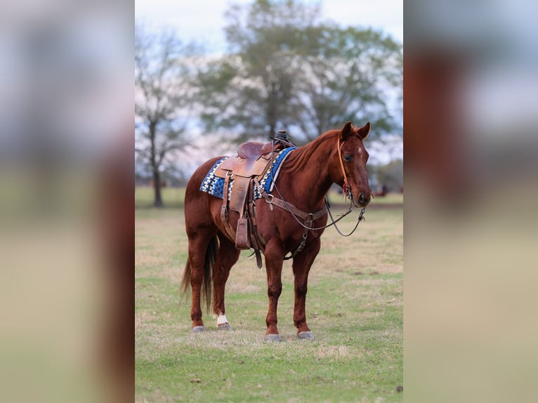 American Quarter Horse Castrone 10 Anni 150 cm Sauro ciliegia in Ore City