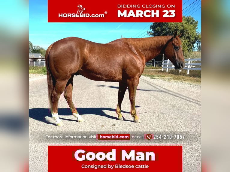 American Quarter Horse Castrone 10 Anni 150 cm Sauro ciliegia in Queen Creek