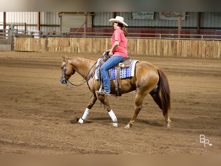 American Quarter Horse Castrone 10 Anni 150 cm Sauro ciliegia in Moutain grove MO