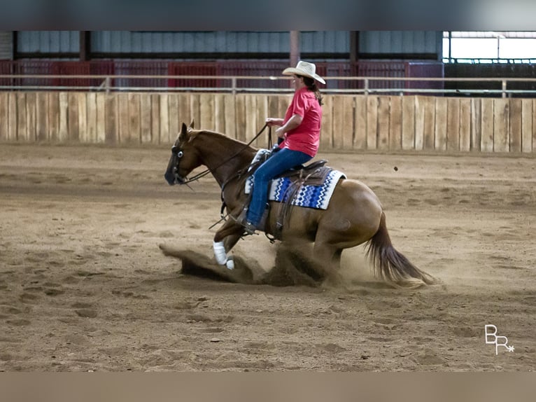 American Quarter Horse Castrone 10 Anni 150 cm Sauro ciliegia in Moutain grove MO