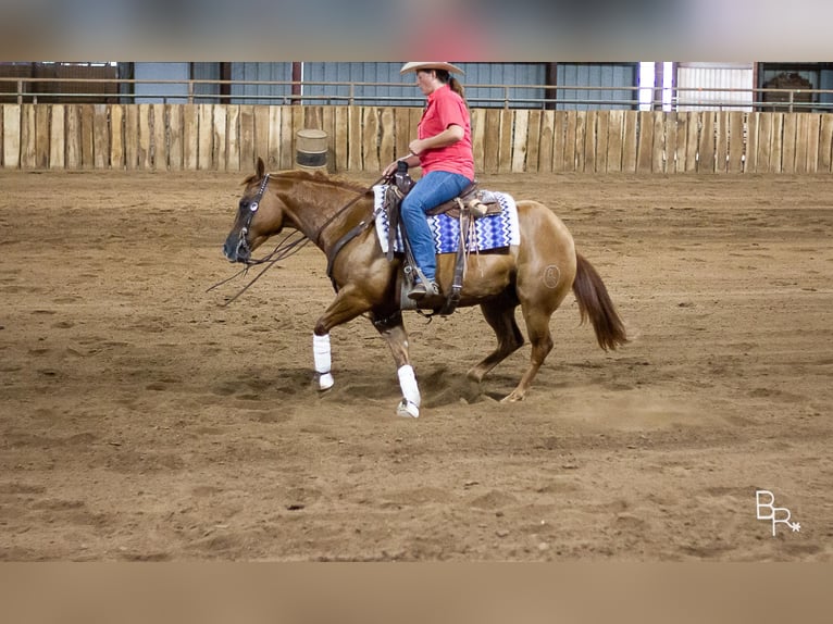 American Quarter Horse Castrone 10 Anni 150 cm Sauro ciliegia in Moutain grove MO