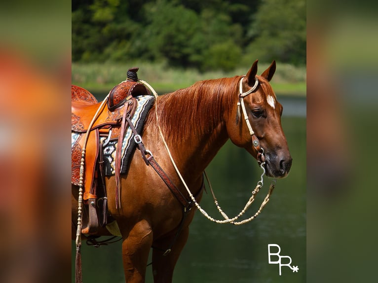 American Quarter Horse Castrone 10 Anni 150 cm Sauro ciliegia in Moutain grove MO