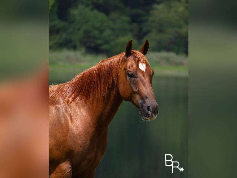 American Quarter Horse Castrone 10 Anni 150 cm Sauro ciliegia in Moutain grove MO