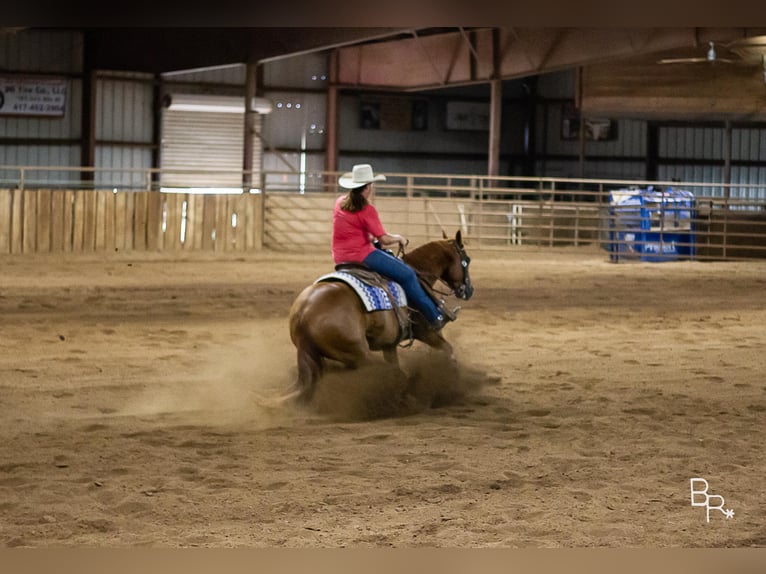 American Quarter Horse Castrone 10 Anni 150 cm Sauro ciliegia in Moutain grove MO