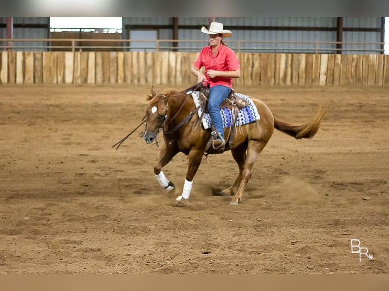 American Quarter Horse Castrone 10 Anni 150 cm Sauro ciliegia in Moutain grove MO