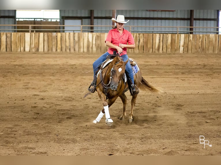 American Quarter Horse Castrone 10 Anni 150 cm Sauro ciliegia in Moutain grove MO