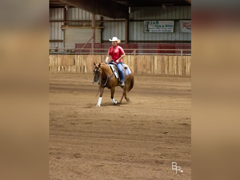 American Quarter Horse Castrone 10 Anni 150 cm Sauro ciliegia in Moutain grove MO