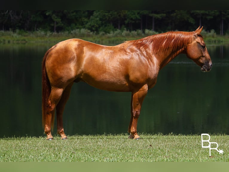 American Quarter Horse Castrone 10 Anni 150 cm Sauro ciliegia in Moutain grove MO