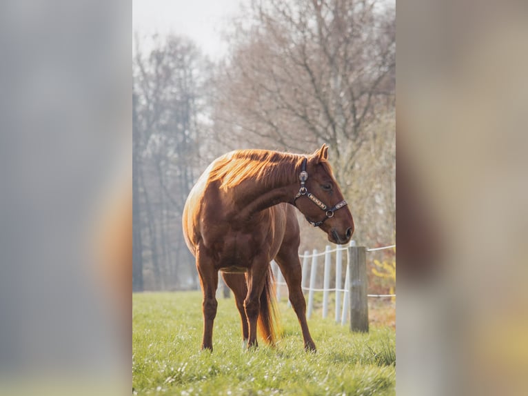 American Quarter Horse Castrone 10 Anni 150 cm Sauro scuro in Trüben