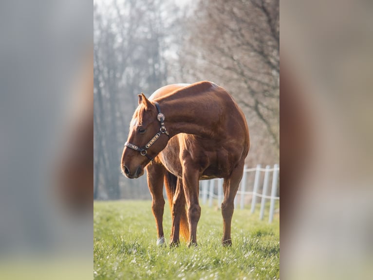 American Quarter Horse Castrone 10 Anni 150 cm Sauro scuro in Trüben