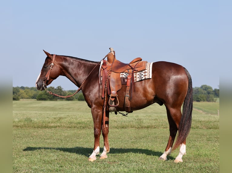 American Quarter Horse Castrone 10 Anni 150 cm Sauro scuro in Buffalo, MO