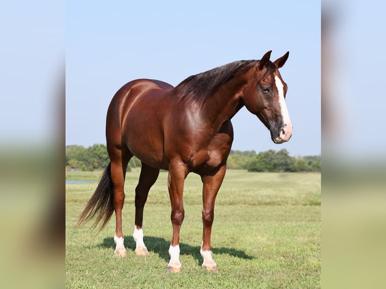 American Quarter Horse Castrone 10 Anni 150 cm Sauro scuro in Buffalo, MO