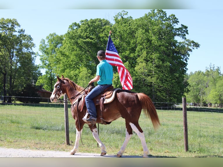 American Quarter Horse Castrone 10 Anni 150 cm Sauro scuro in Cherryville NC