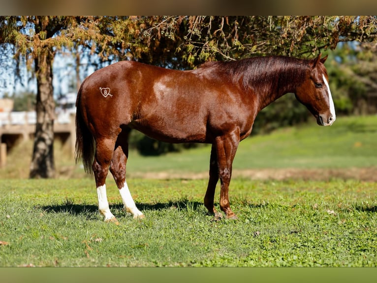 American Quarter Horse Castrone 10 Anni 150 cm Sauro scuro in Rusk TX