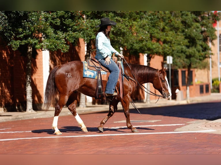 American Quarter Horse Castrone 10 Anni 150 cm Sauro scuro in Rusk TX