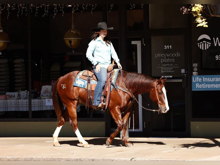 American Quarter Horse Castrone 10 Anni 150 cm Sauro scuro in Rusk TX