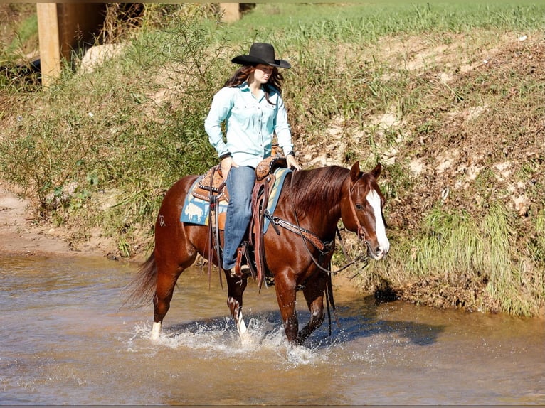 American Quarter Horse Castrone 10 Anni 150 cm Sauro scuro in Rusk TX