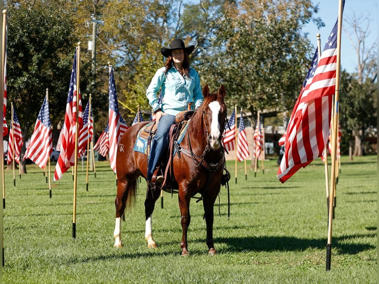 American Quarter Horse Castrone 10 Anni 150 cm Sauro scuro in Rusk TX