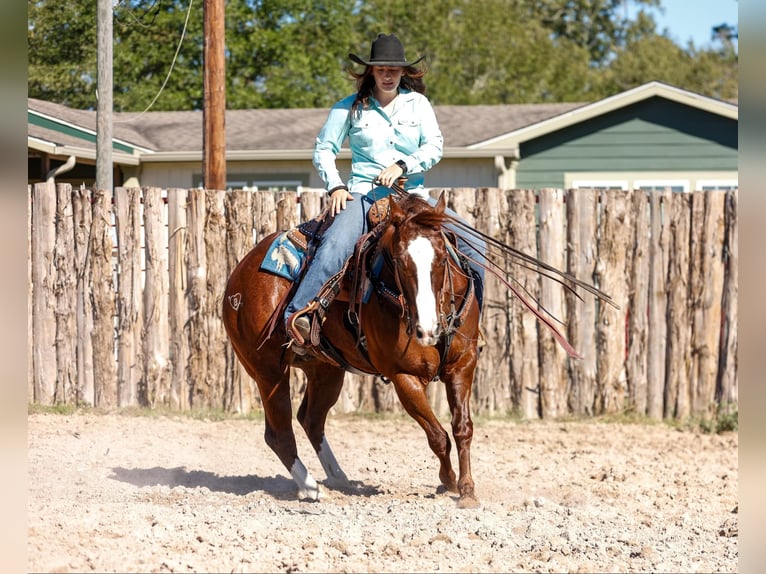 American Quarter Horse Castrone 10 Anni 150 cm Sauro scuro in Rusk TX