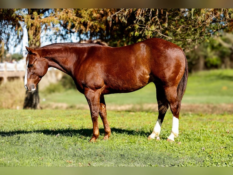 American Quarter Horse Castrone 10 Anni 150 cm Sauro scuro in Rusk TX