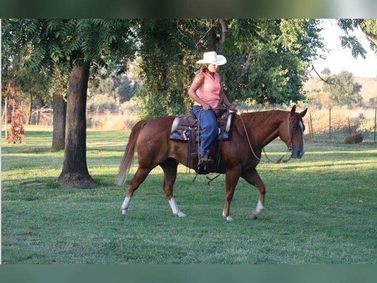 American Quarter Horse Castrone 10 Anni 150 cm Sauro scuro in Turlock CA