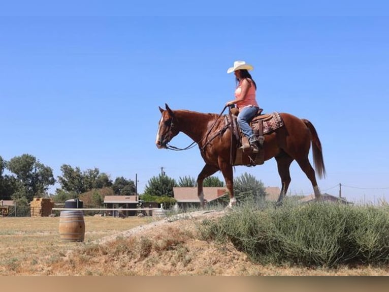 American Quarter Horse Castrone 10 Anni 150 cm Sauro scuro in Turlock CA