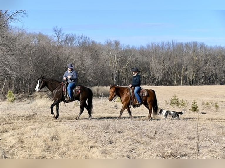 American Quarter Horse Castrone 10 Anni 150 cm Sauro scuro in Cannon Falls, MN