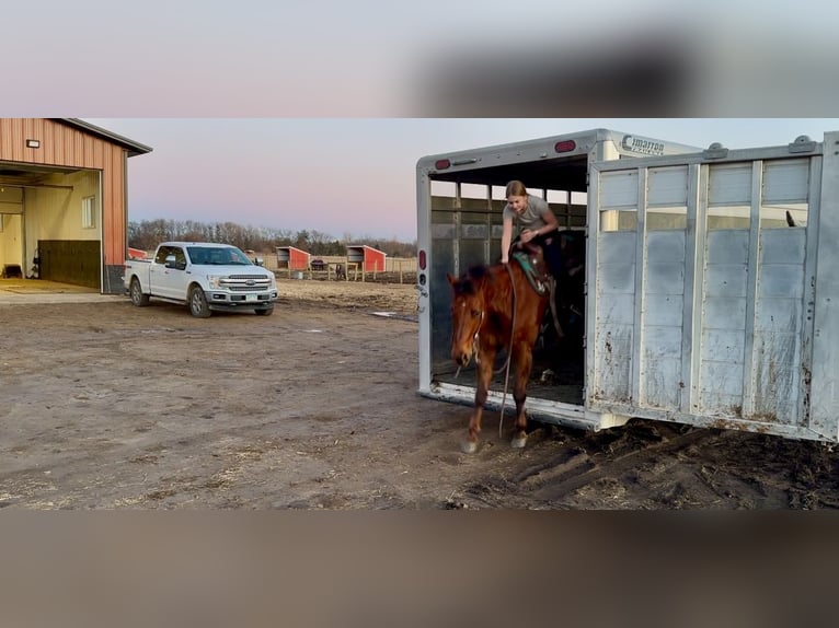 American Quarter Horse Castrone 10 Anni 150 cm Sauro scuro in Cannon Falls, MN