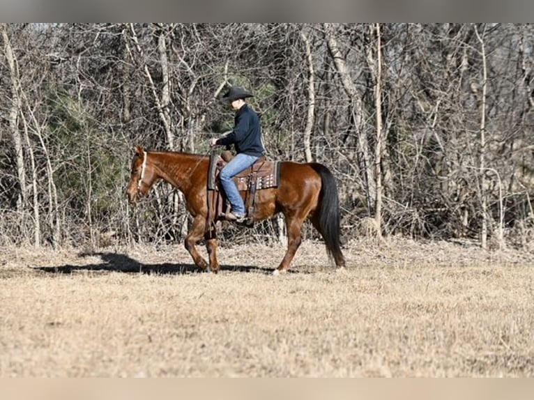 American Quarter Horse Castrone 10 Anni 150 cm Sauro scuro in Cannon Falls, MN