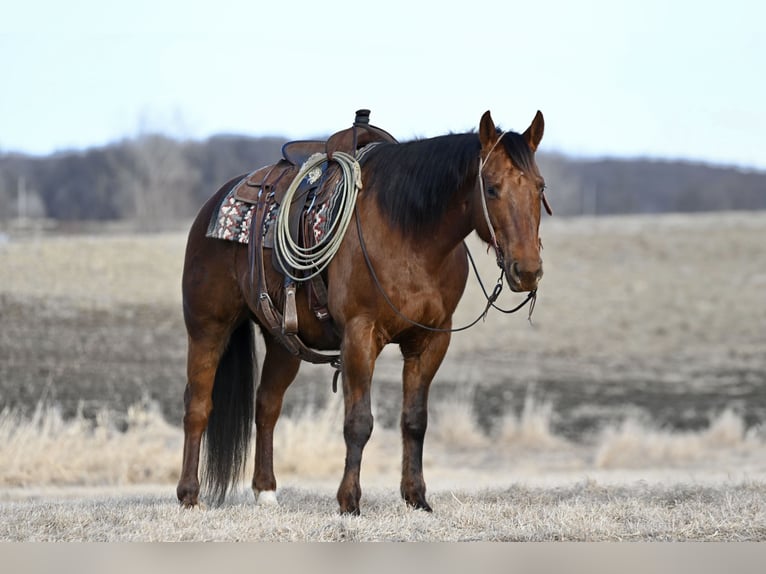 American Quarter Horse Castrone 10 Anni 150 cm Sauro scuro in Cannon Falls, MN