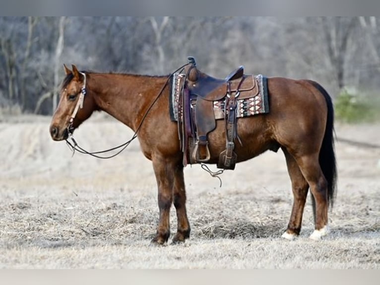 American Quarter Horse Castrone 10 Anni 150 cm Sauro scuro in Cannon Falls, MN