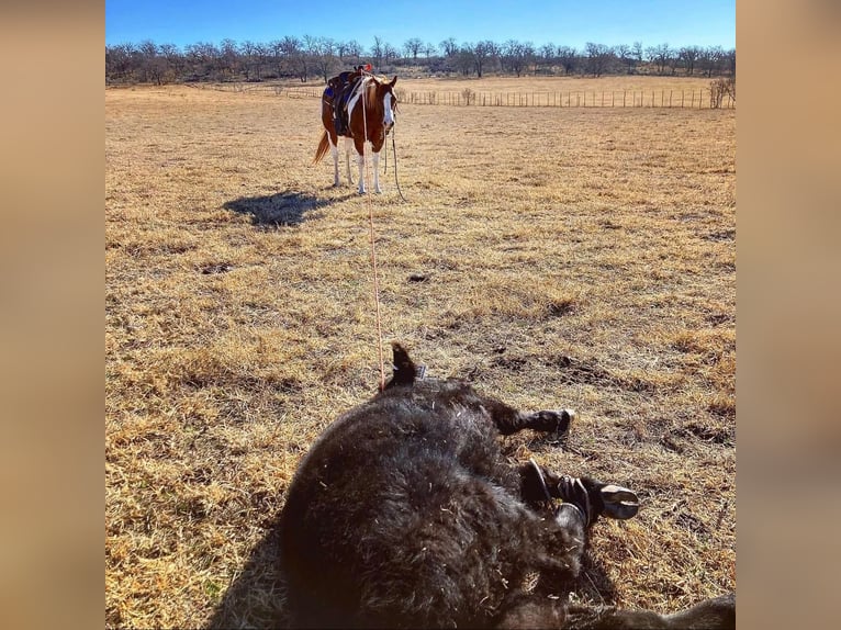 American Quarter Horse Castrone 10 Anni 150 cm Tobiano-tutti i colori in Waco TX