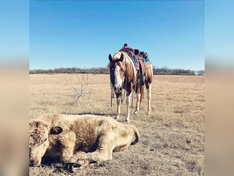 American Quarter Horse Castrone 10 Anni 150 cm Tobiano-tutti i colori in Waco TX