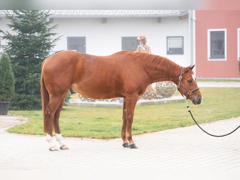 American Quarter Horse Castrone 10 Anni 151 cm Sauro ciliegia in Tuntenhausen