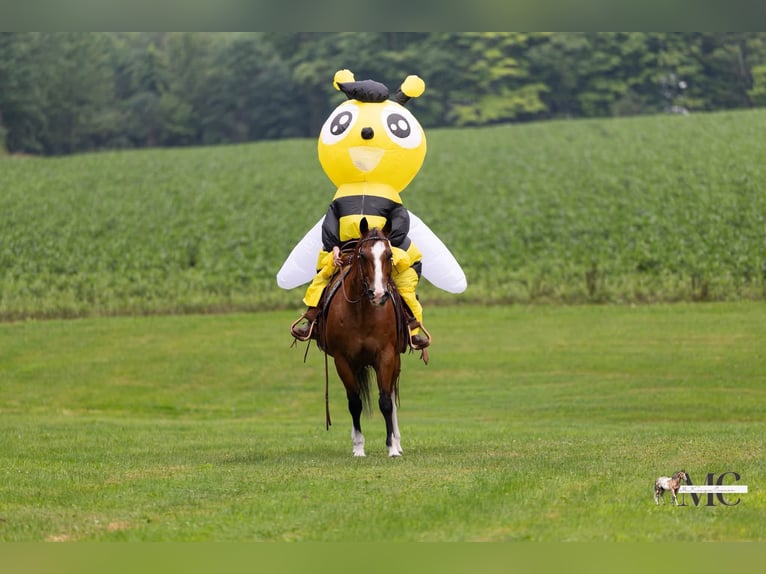 American Quarter Horse Castrone 10 Anni 152 cm Baio ciliegia in North Bloomfield