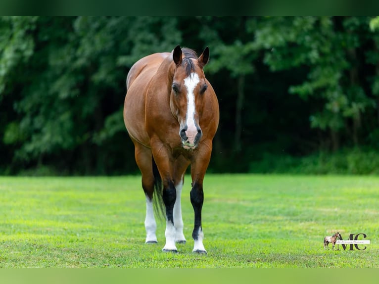 American Quarter Horse Castrone 10 Anni 152 cm Baio ciliegia in North Bloomfield