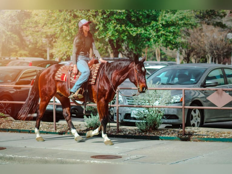 American Quarter Horse Castrone 10 Anni 152 cm Baio ciliegia in Bluff Dale, TX