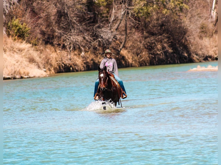 American Quarter Horse Castrone 10 Anni 152 cm Baio ciliegia in Bluff Dale, TX