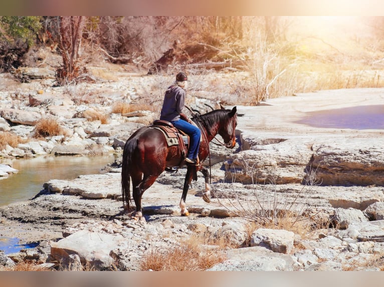 American Quarter Horse Castrone 10 Anni 152 cm Baio ciliegia in Bluff Dale, TX