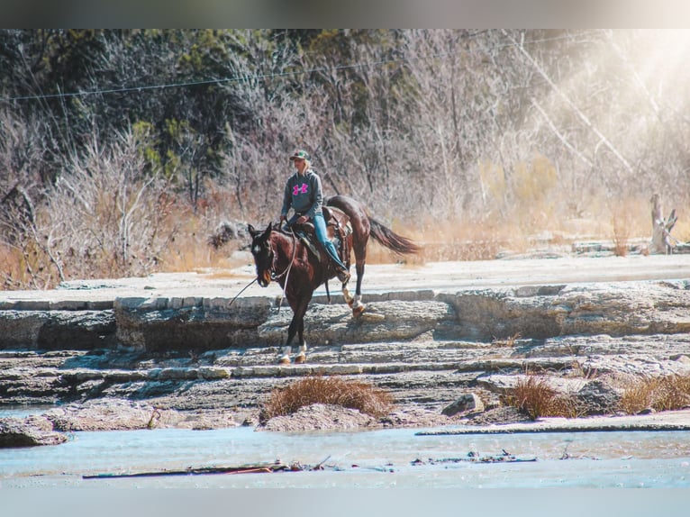 American Quarter Horse Castrone 10 Anni 152 cm Baio ciliegia in Bluff Dale, TX