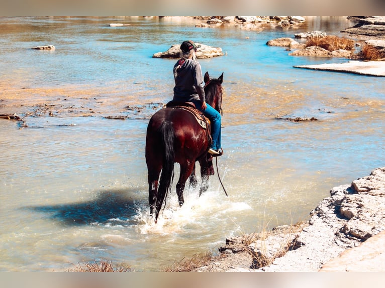 American Quarter Horse Castrone 10 Anni 152 cm Baio ciliegia in Bluff Dale, TX