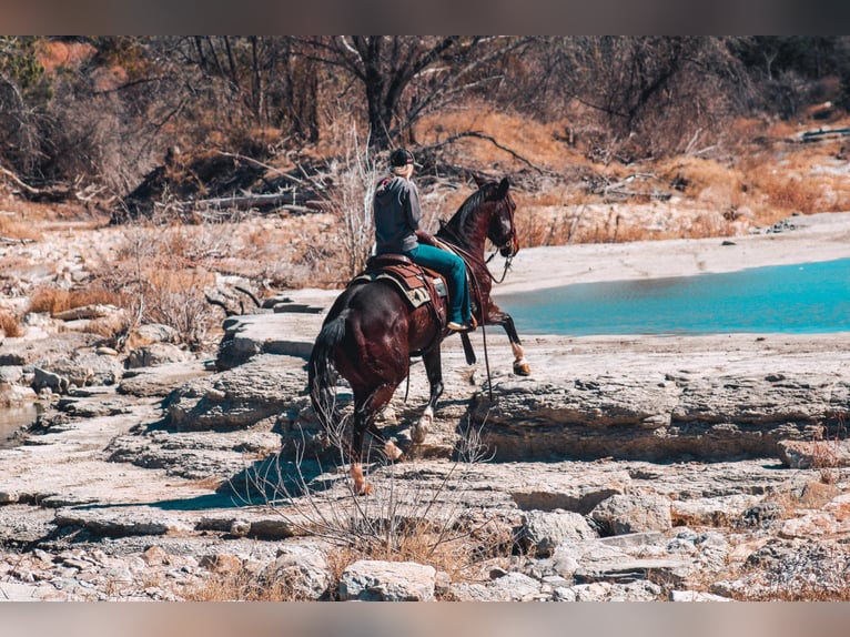 American Quarter Horse Castrone 10 Anni 152 cm Baio ciliegia in Bluff Dale, TX