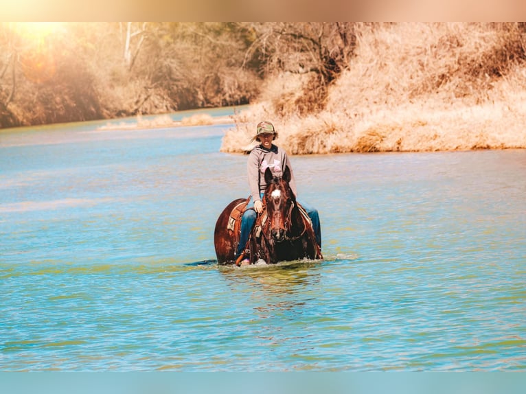 American Quarter Horse Castrone 10 Anni 152 cm Baio ciliegia in Bluff Dale, TX