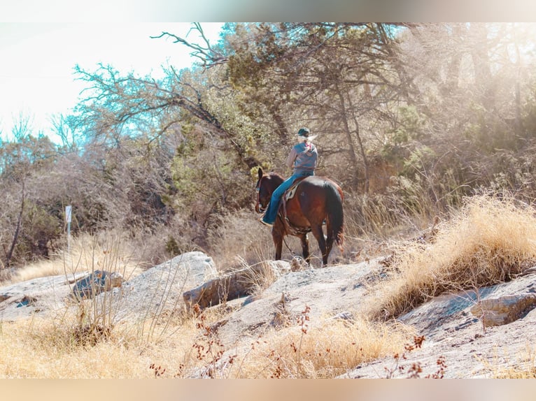 American Quarter Horse Castrone 10 Anni 152 cm Baio ciliegia in Bluff Dale, TX