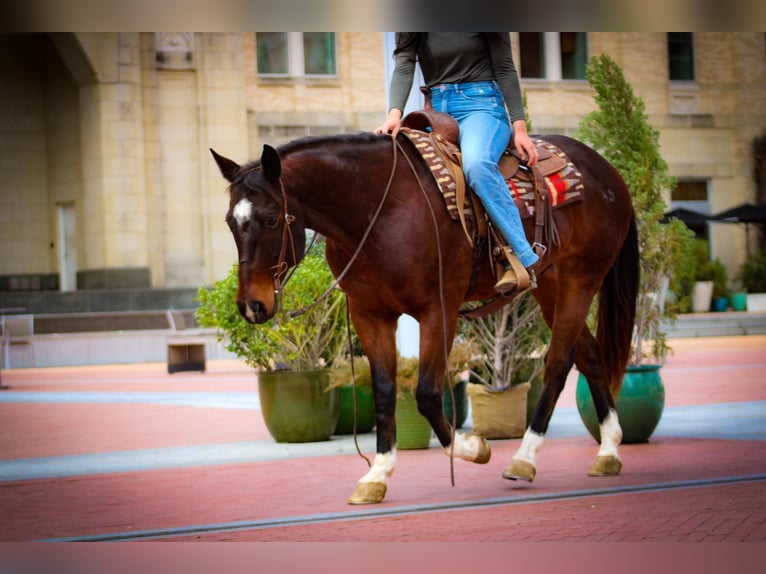 American Quarter Horse Castrone 10 Anni 152 cm Baio ciliegia in Bluff Dale, TX