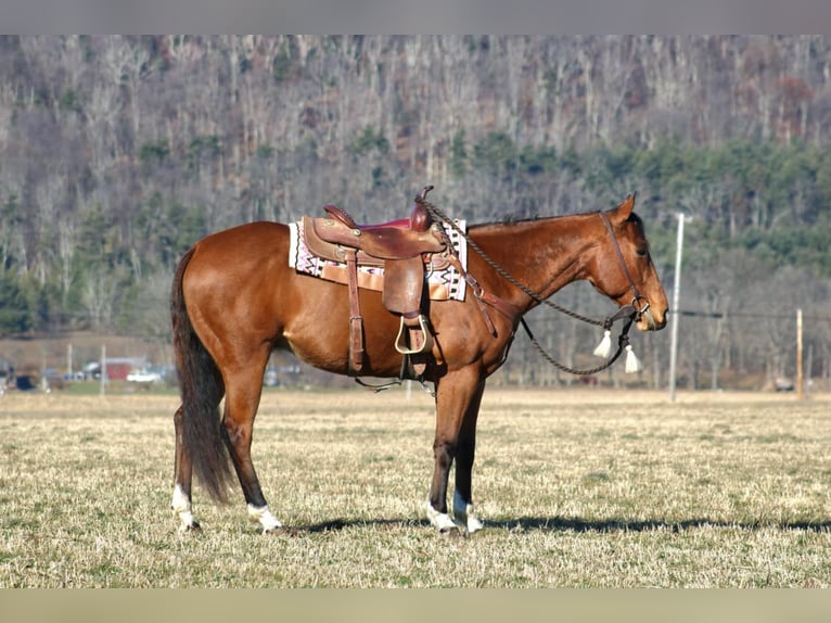 American Quarter Horse Castrone 10 Anni 152 cm Baio ciliegia in Rebersburg, PA