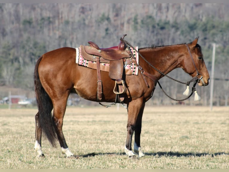 American Quarter Horse Castrone 10 Anni 152 cm Baio ciliegia in Rebersburg, PA