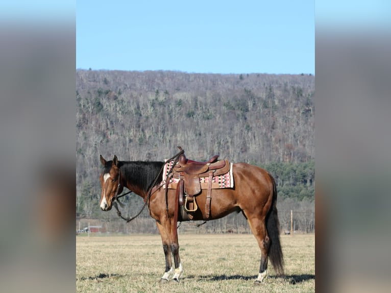 American Quarter Horse Castrone 10 Anni 152 cm Baio ciliegia in Rebersburg, PA