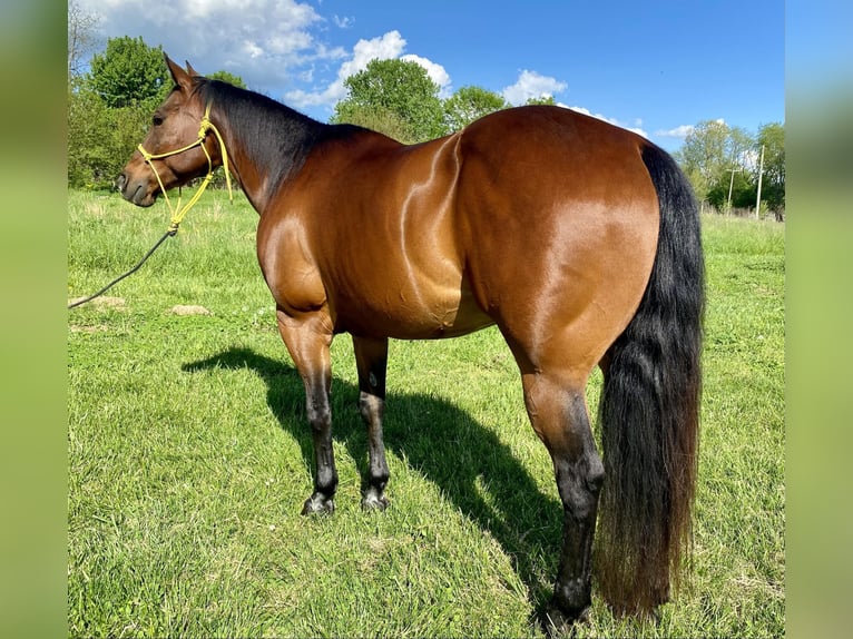 American Quarter Horse Castrone 10 Anni 152 cm Baio ciliegia in Danville IN